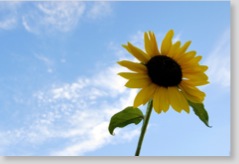 SummerSunflower_small